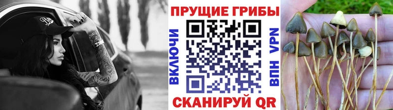 Купить где Кочубеевское Псилоцибиновые грибы мухоморы